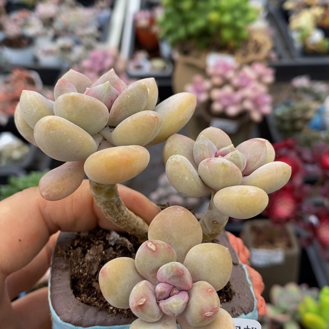 276 芒果奶6 厘米特价