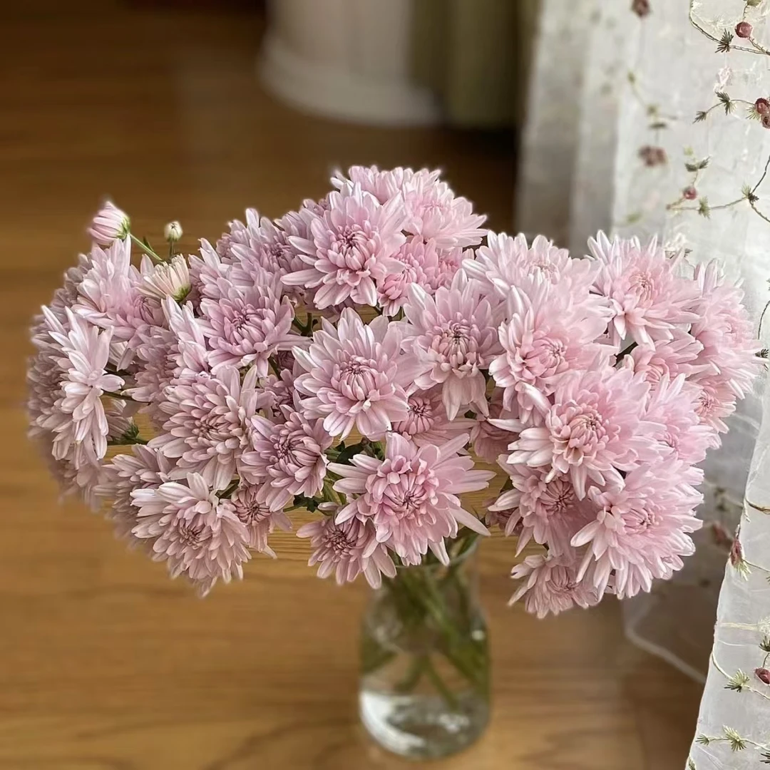 10枝奢香夫人小雏菊【两单京东或顺丰包邮】云南家庭水养鲜花