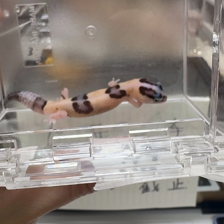 肥尾守宫奶牛好吧