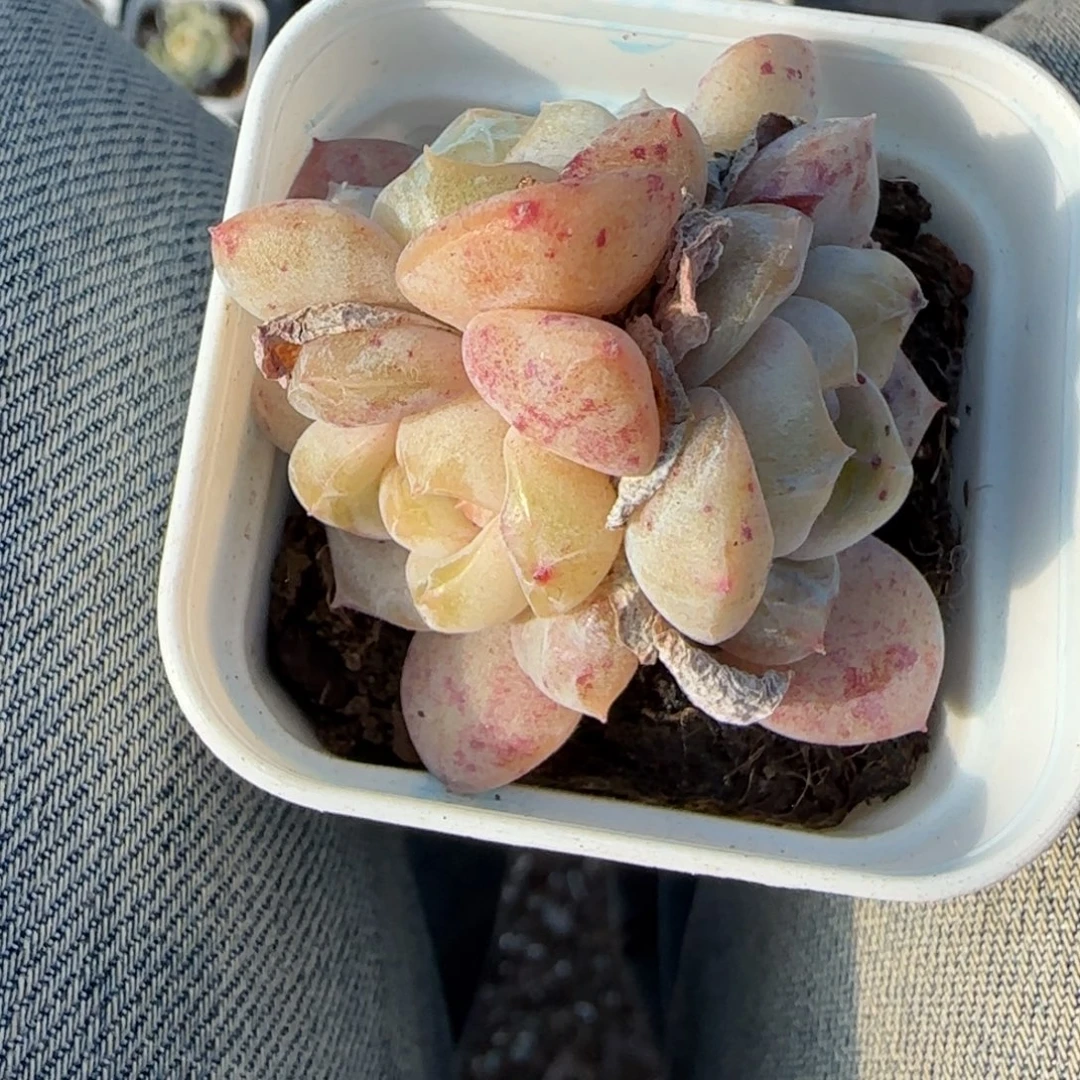 多肉小卡拉米糖心一物一拍