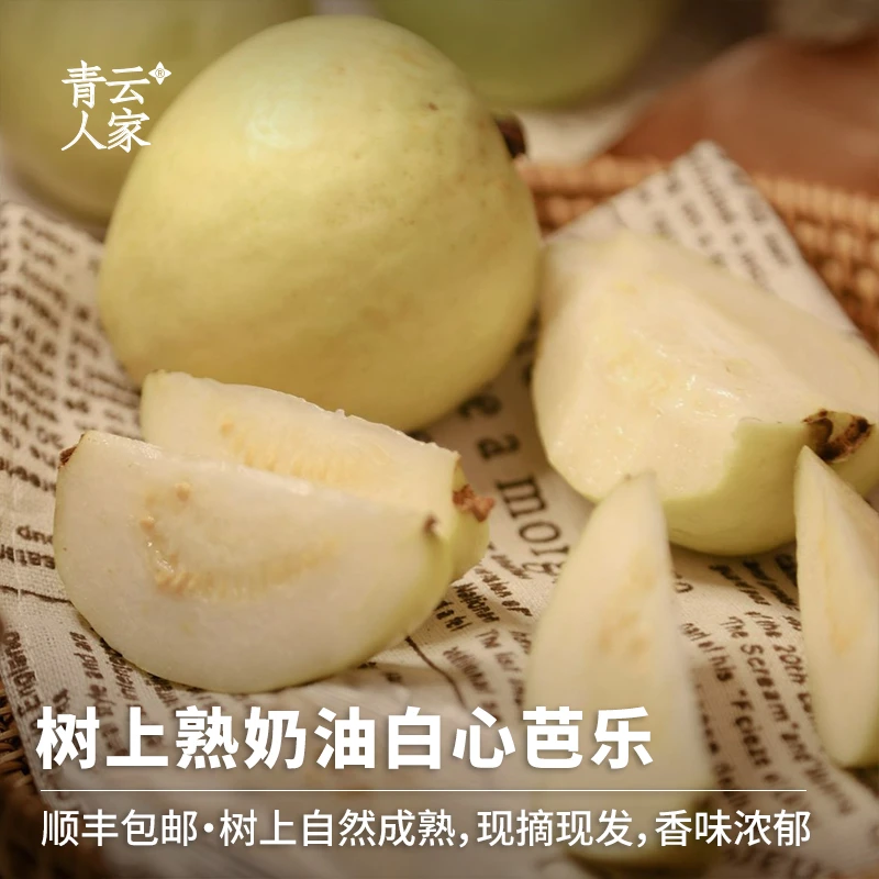 【顺丰包邮】福建树上熟奶油芭乐5斤装彩箱装白心芭乐水果香糯清甜