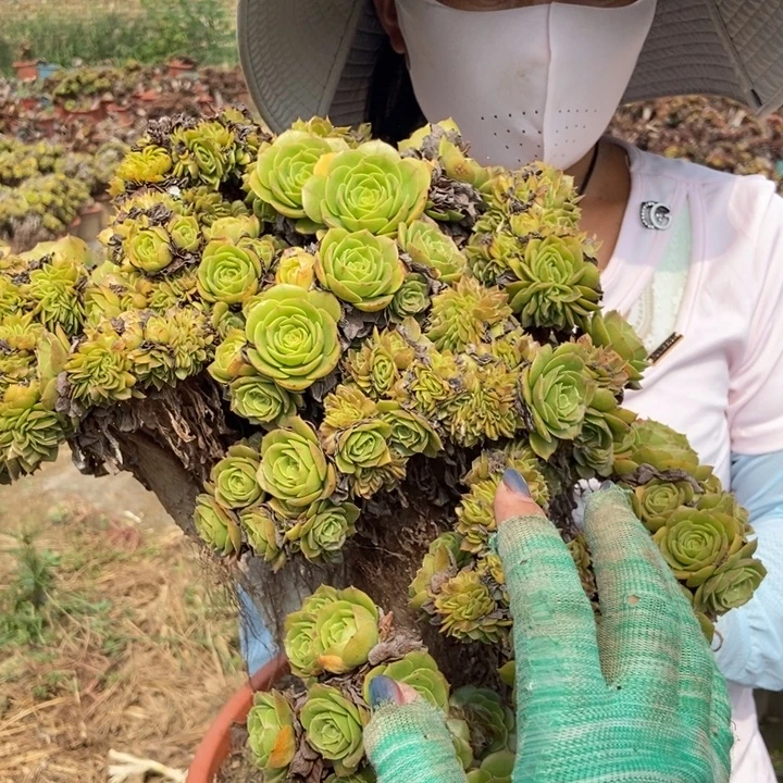 六***梅东100万缀化老桩老桩