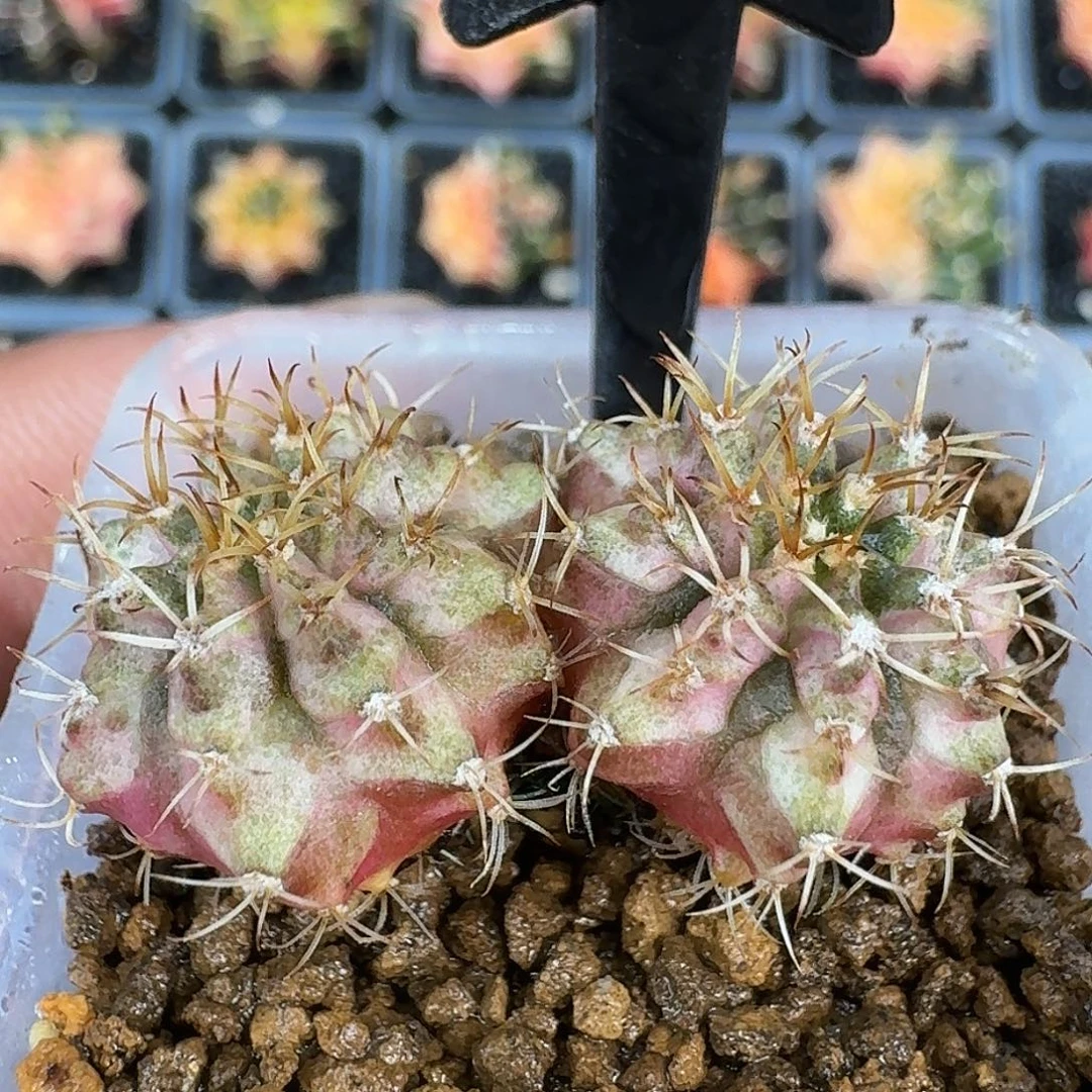 米哈实生自然锦原盆发194
