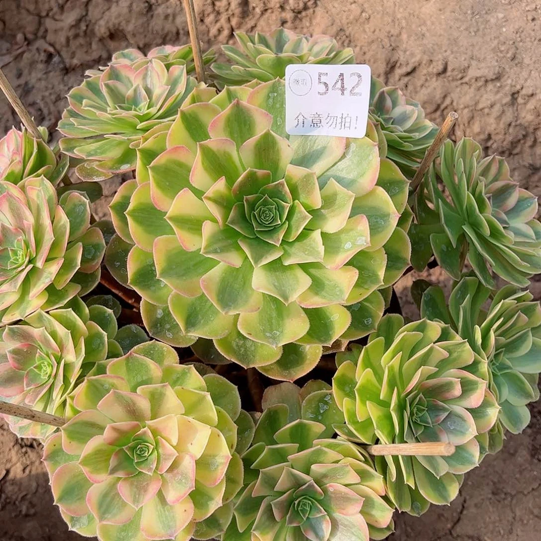 无花朵多肉植物542