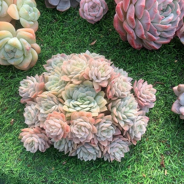 女王玫瑰锦 多肉植物1111