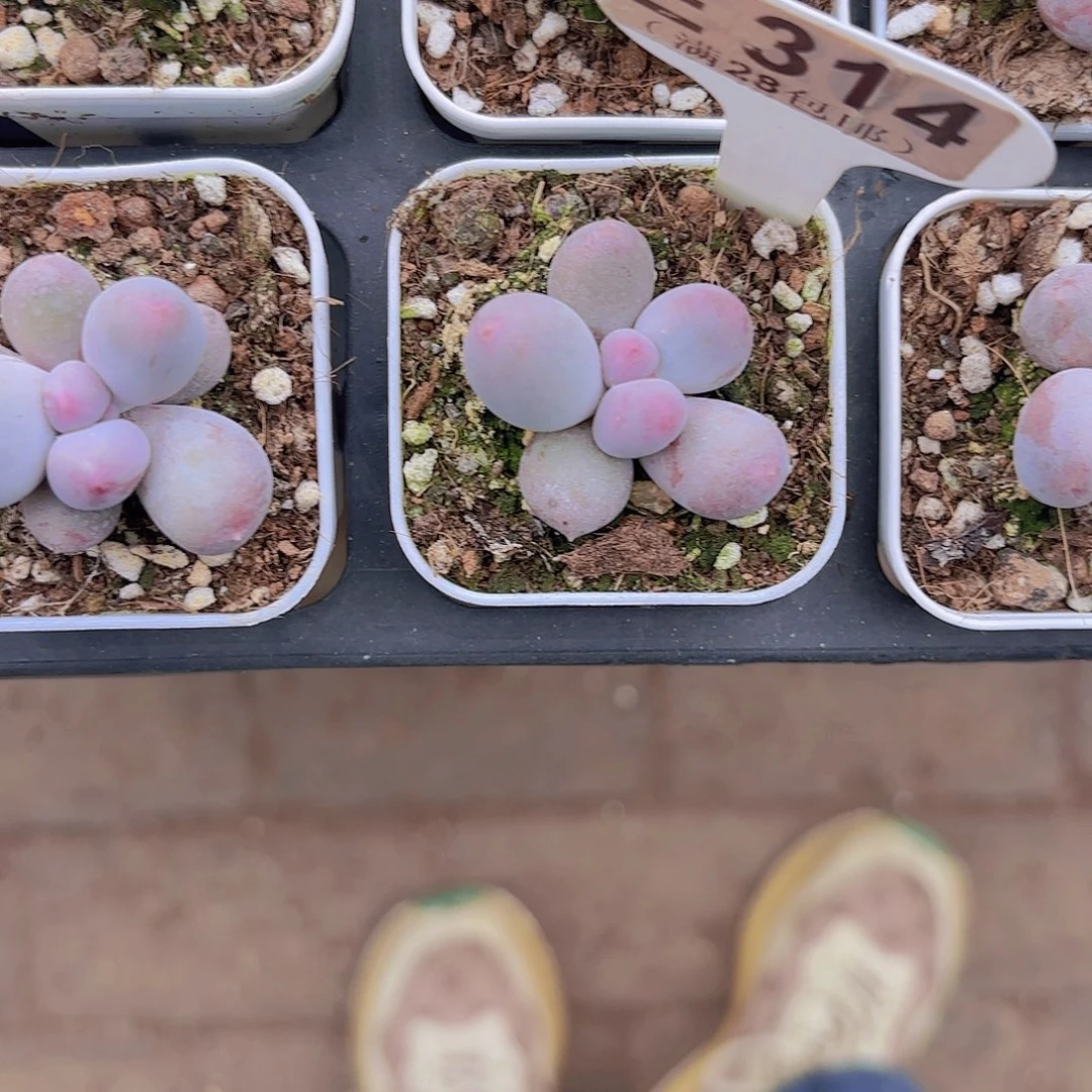 E314Mike奶一物一拍