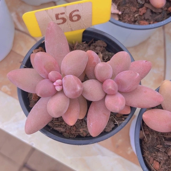 健健康康平平安安