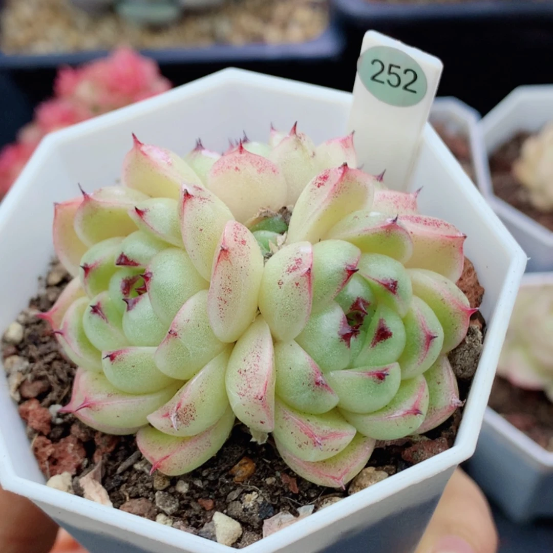 麦秆58包邮  群生不包整252