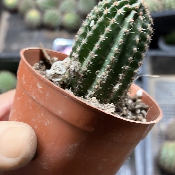 带根球瑕痴20包邮侧牙仙人球11