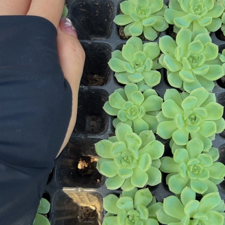 明月款t1，满16包邮