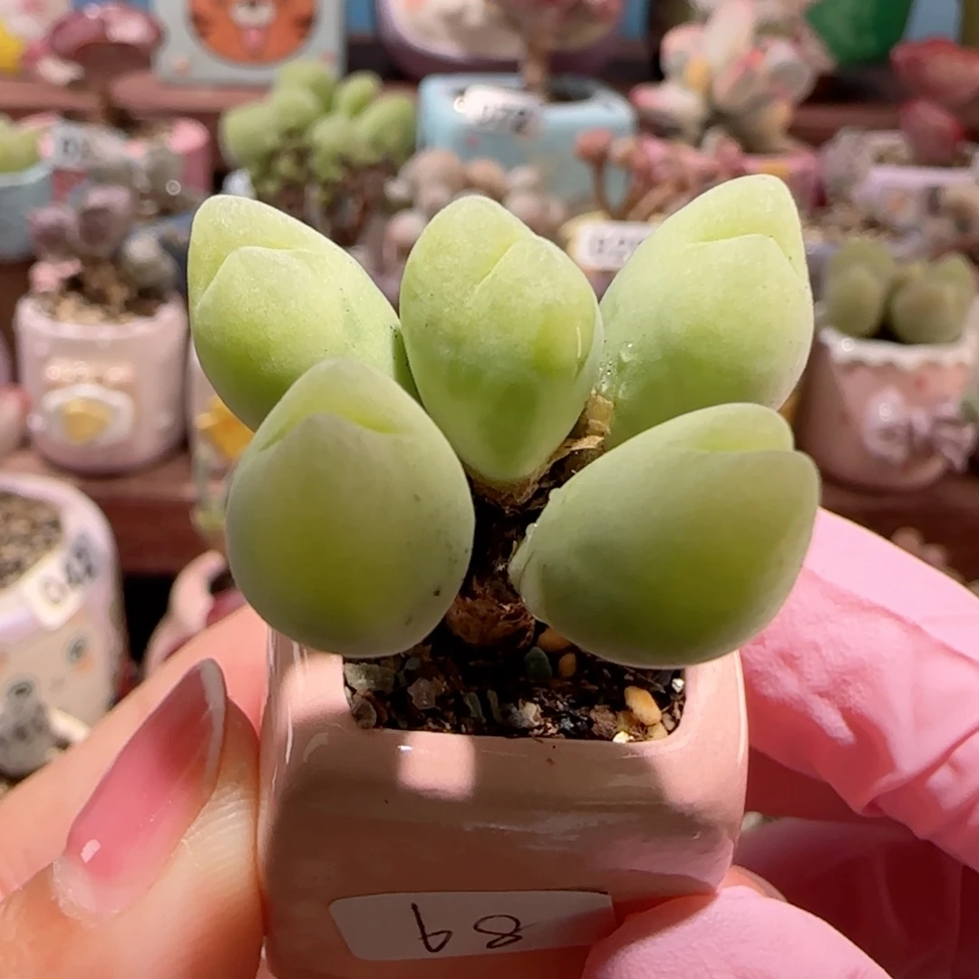 T蝴蝶毛翠滴盆口1.8cm