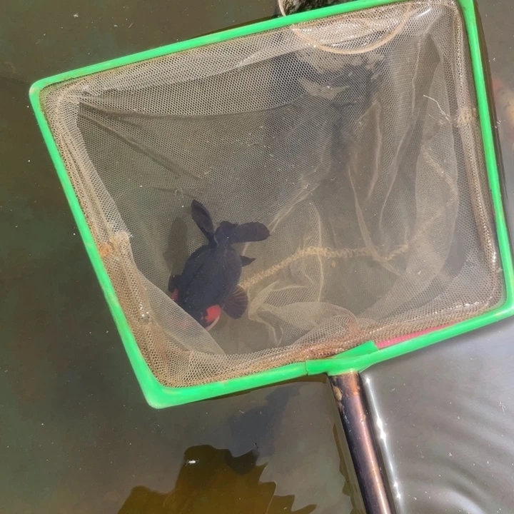 金鱼给****?红头黑袍玛丽包邮
