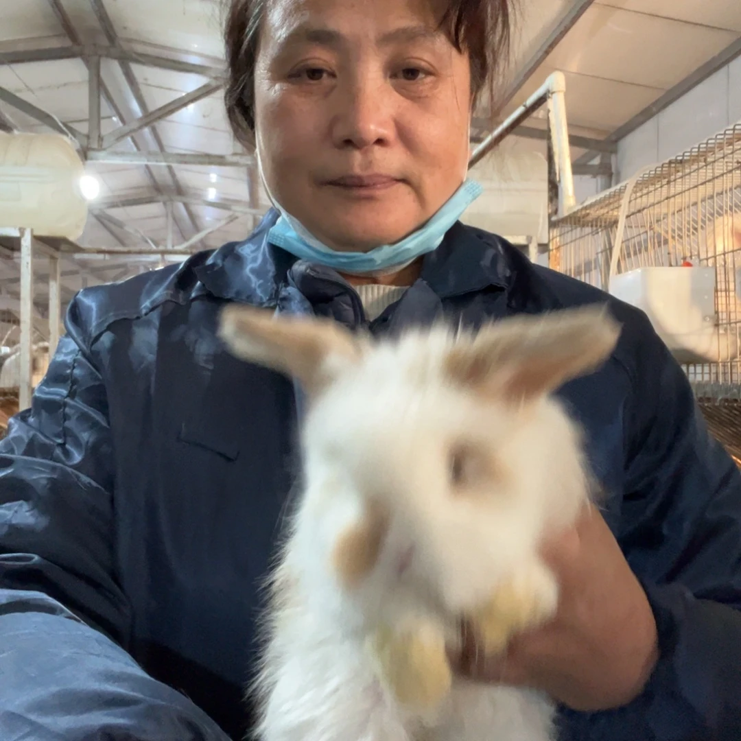 宠物兔英系安哥拉兔