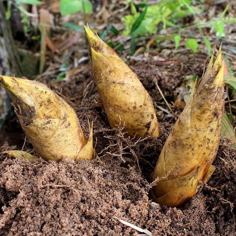 2025年新鲜冬笋浙江丽水小王产地直发