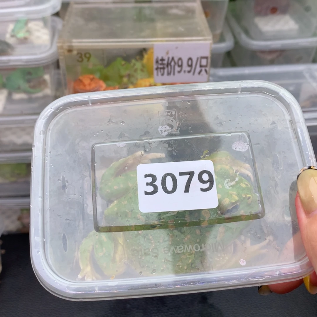 *****角蛙3079抹茶角蛙