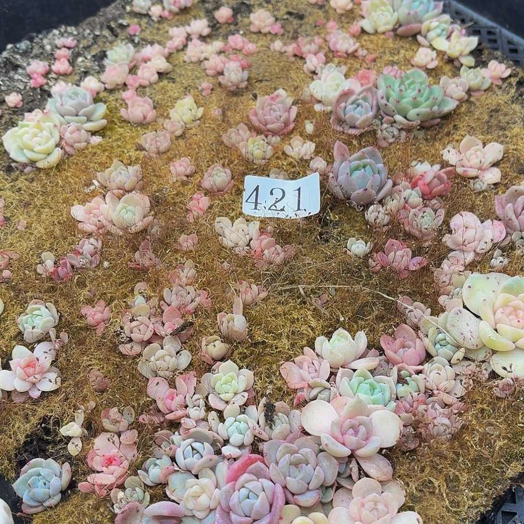 多肉植物多肉植物421