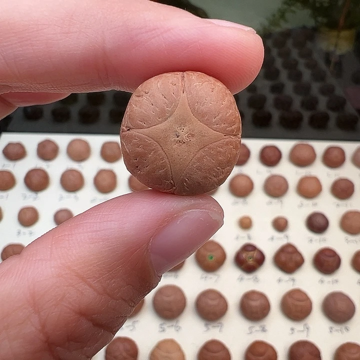 吊坠凤眼菩提麒麟