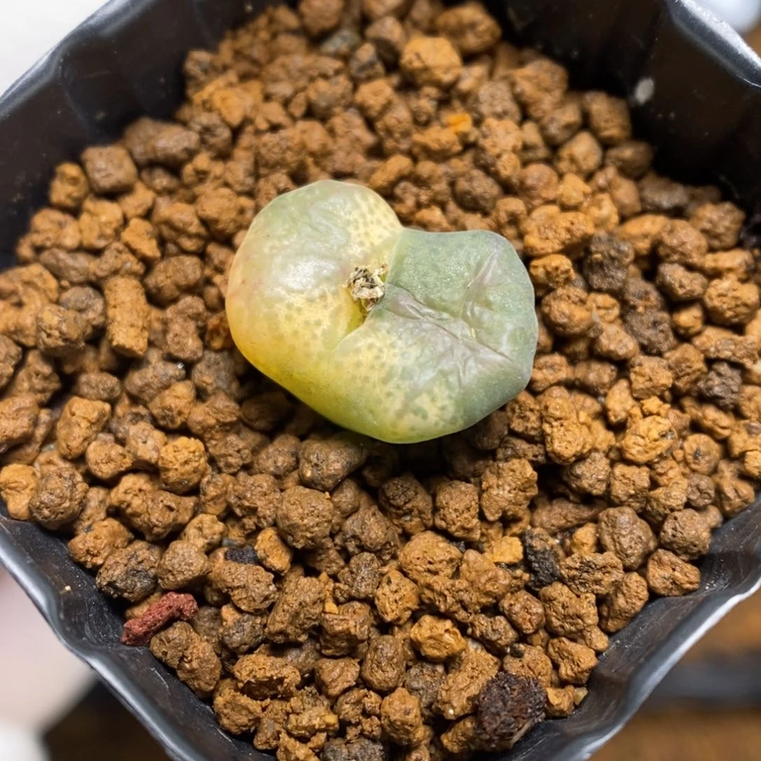 多肉植物肉锥杂交K-472（1.5）风铃杂 锦 爆炸纹