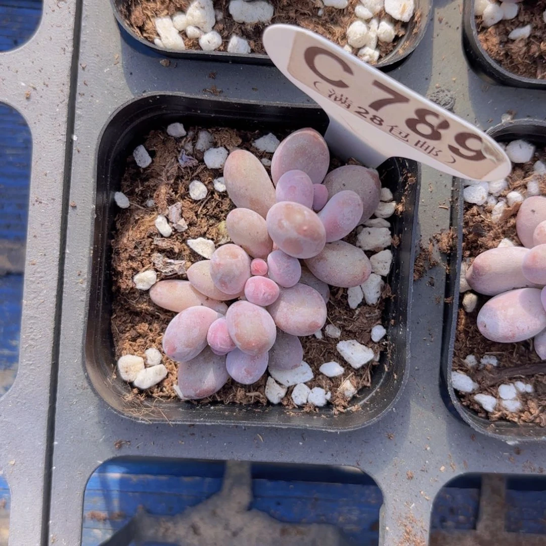 C789彩虹奶一物一拍