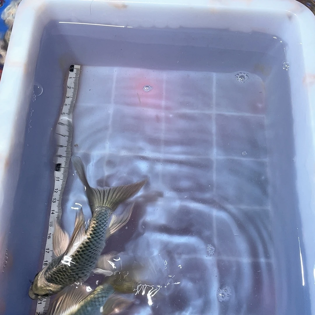 蝴蝶鲤渔场直发69