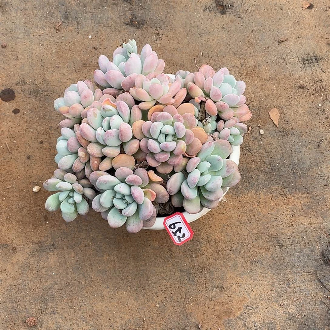 652白鹭 一物一拍多肉