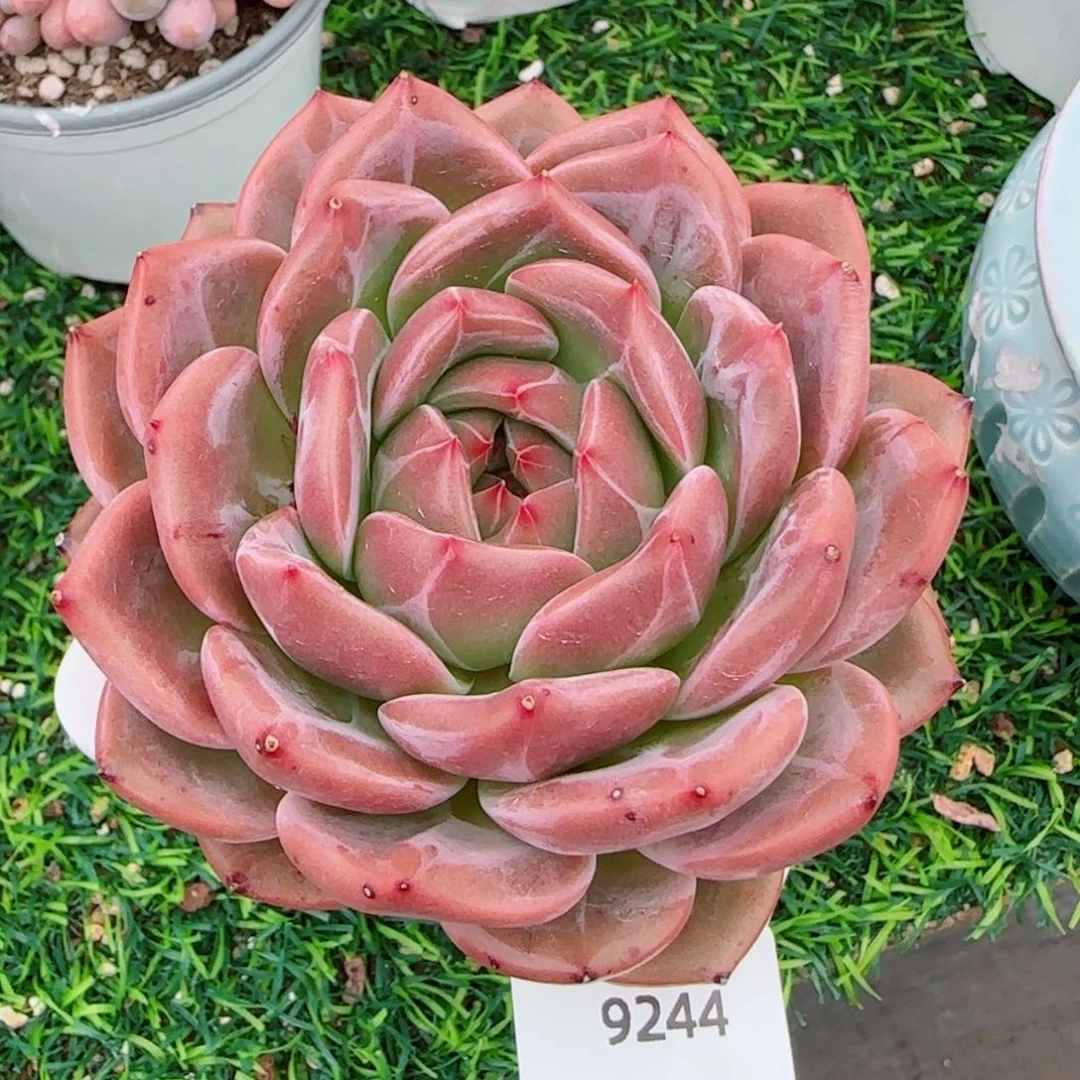 香槟，9244多肉植物