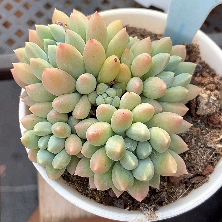 多肉植物七彩奶糖6057