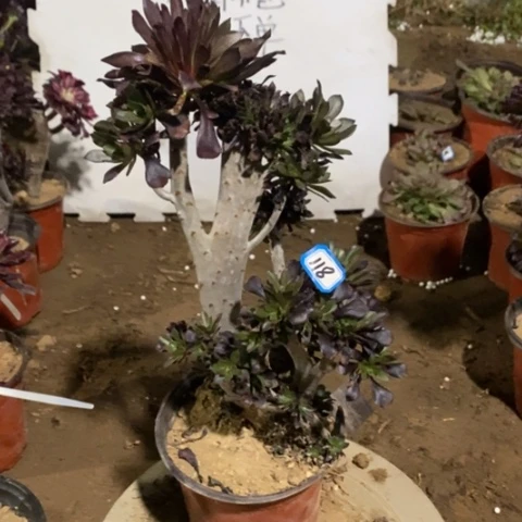 黑法师缀一物一拍