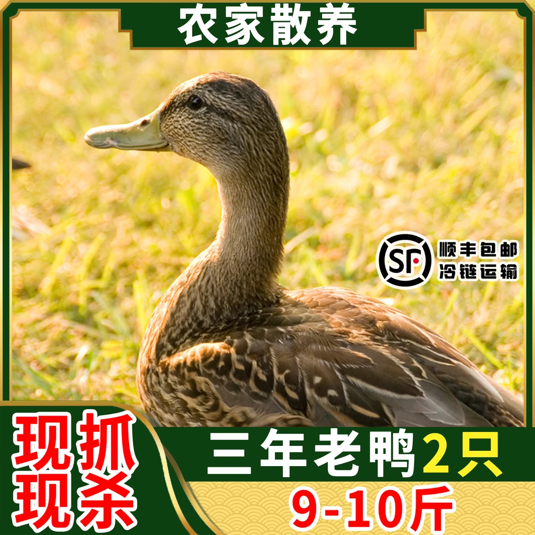 【三年老鸭2只9-10斤】顺丰发货沂蒙山散养土鸭新鲜宰杀冷链煲汤