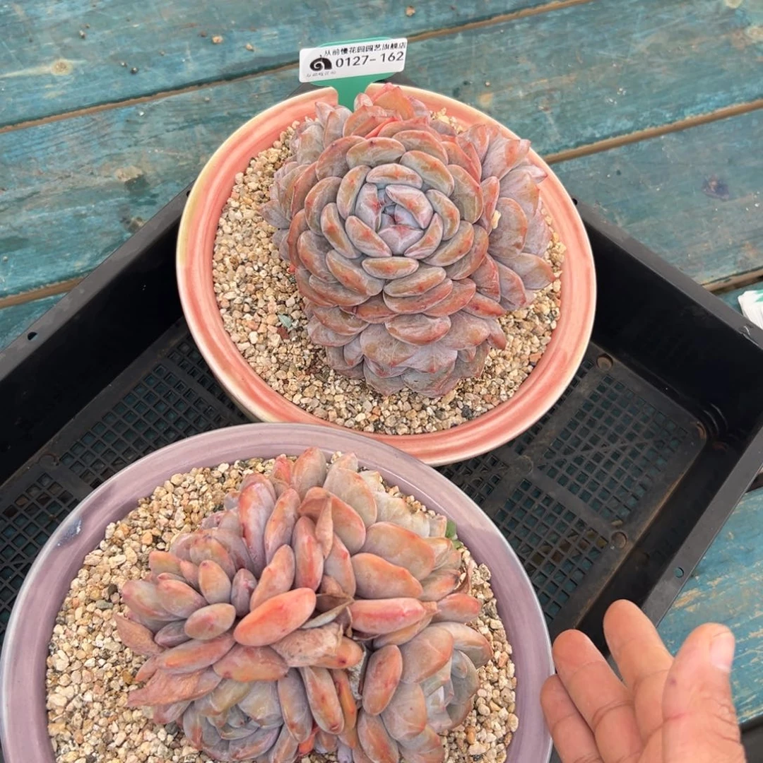 多肉一物一拍0127-162