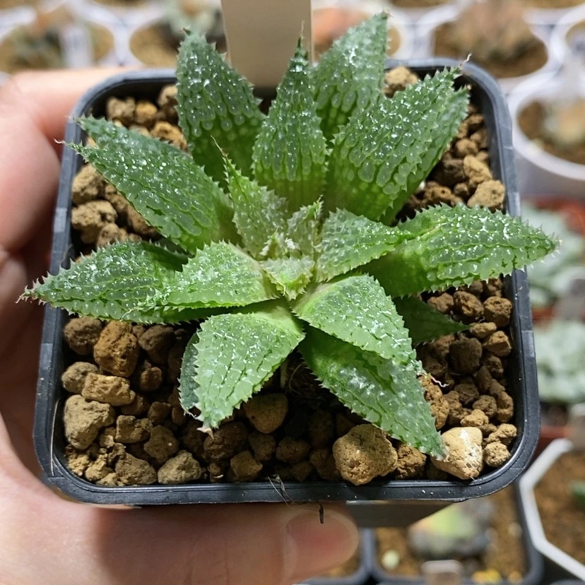 【闪购商品】153莫瑞莎