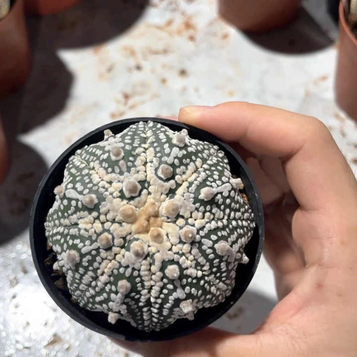 7.1公分奇迹兜球一物一拍实生