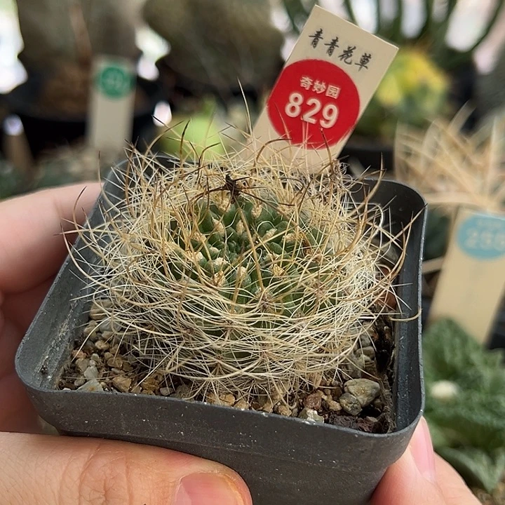 实生狂刺银翁玉4.7cm