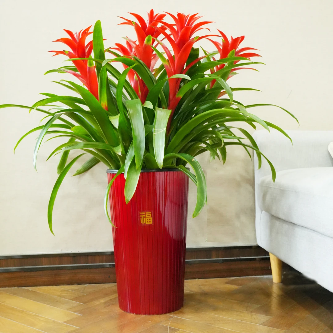 【五颗装】0.8-1米鸿运当头大型盆栽绿植好养客厅美观大红星