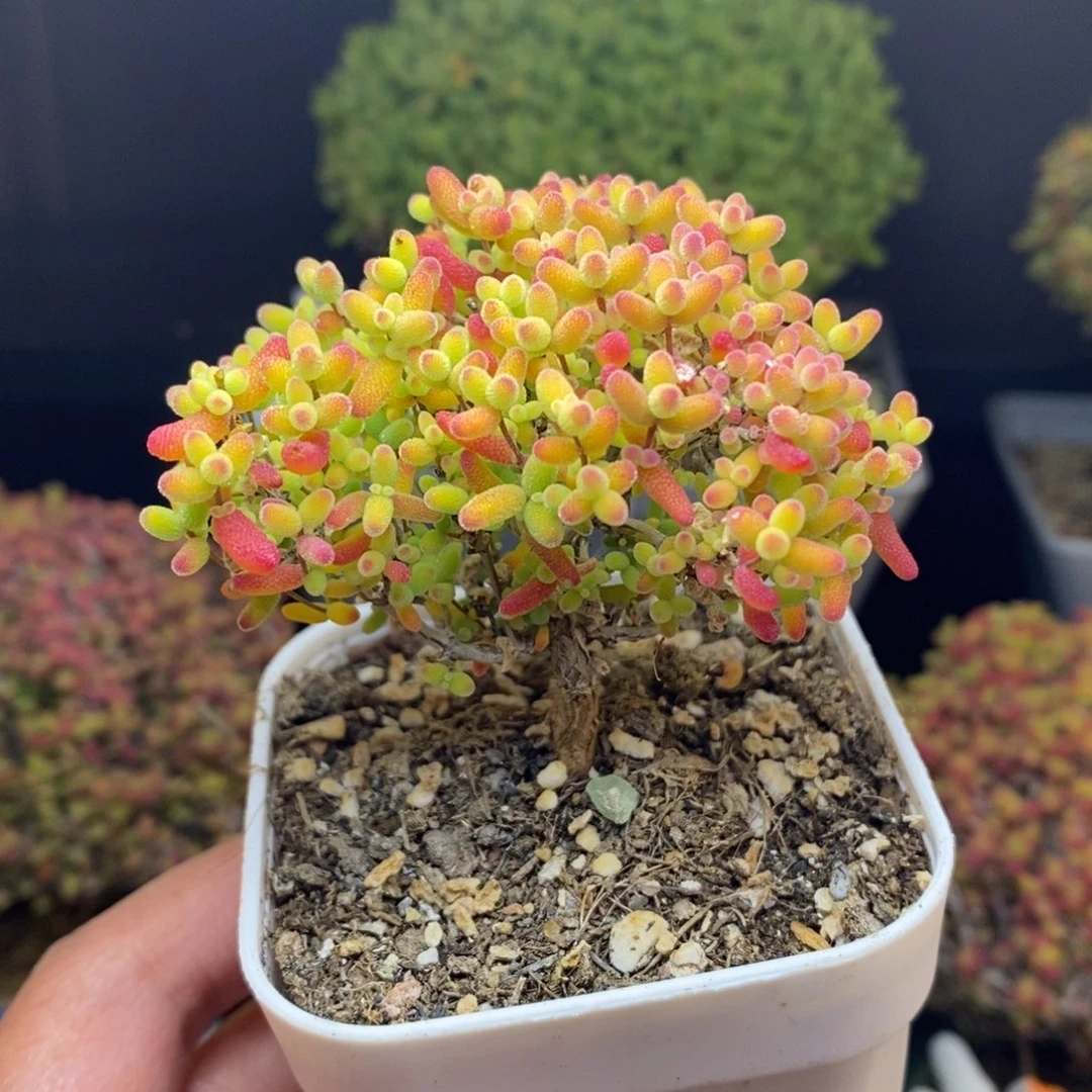 无花朵30号蜜橘糖球（特价）