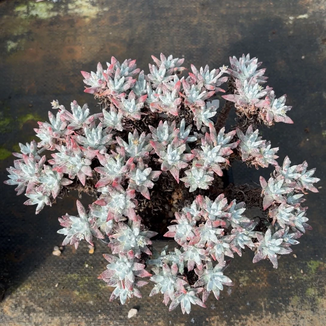 白菊杂，仙女杯多肉