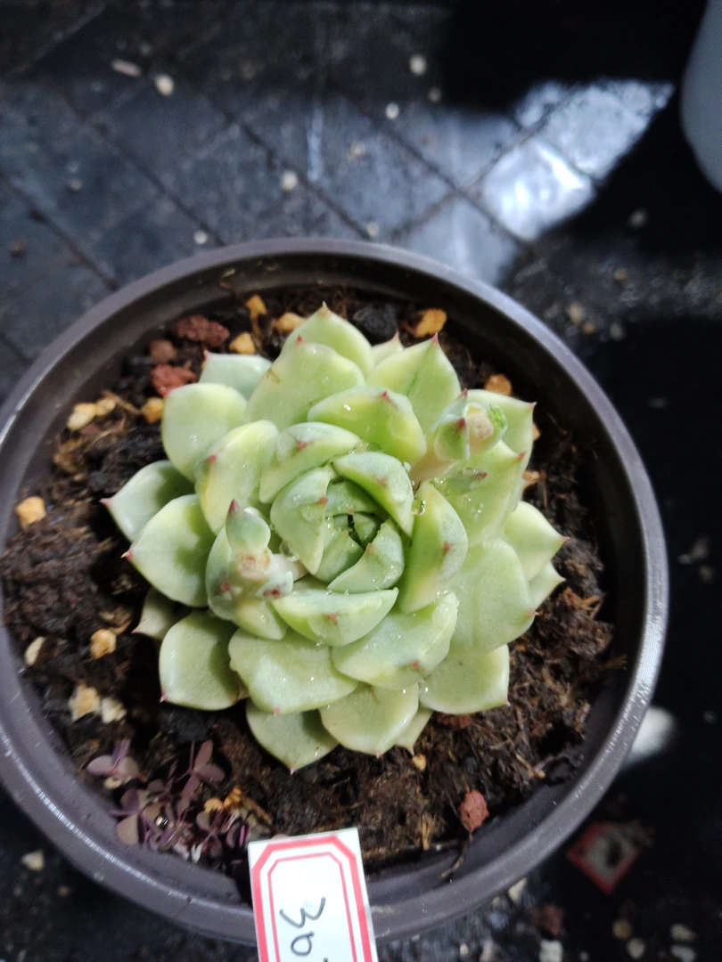 非偏远18包邮  一物一拍  10厘米盆 A302法比奥拉覆轮锦