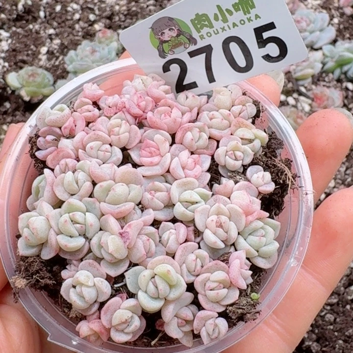 多肉植物多肉植物