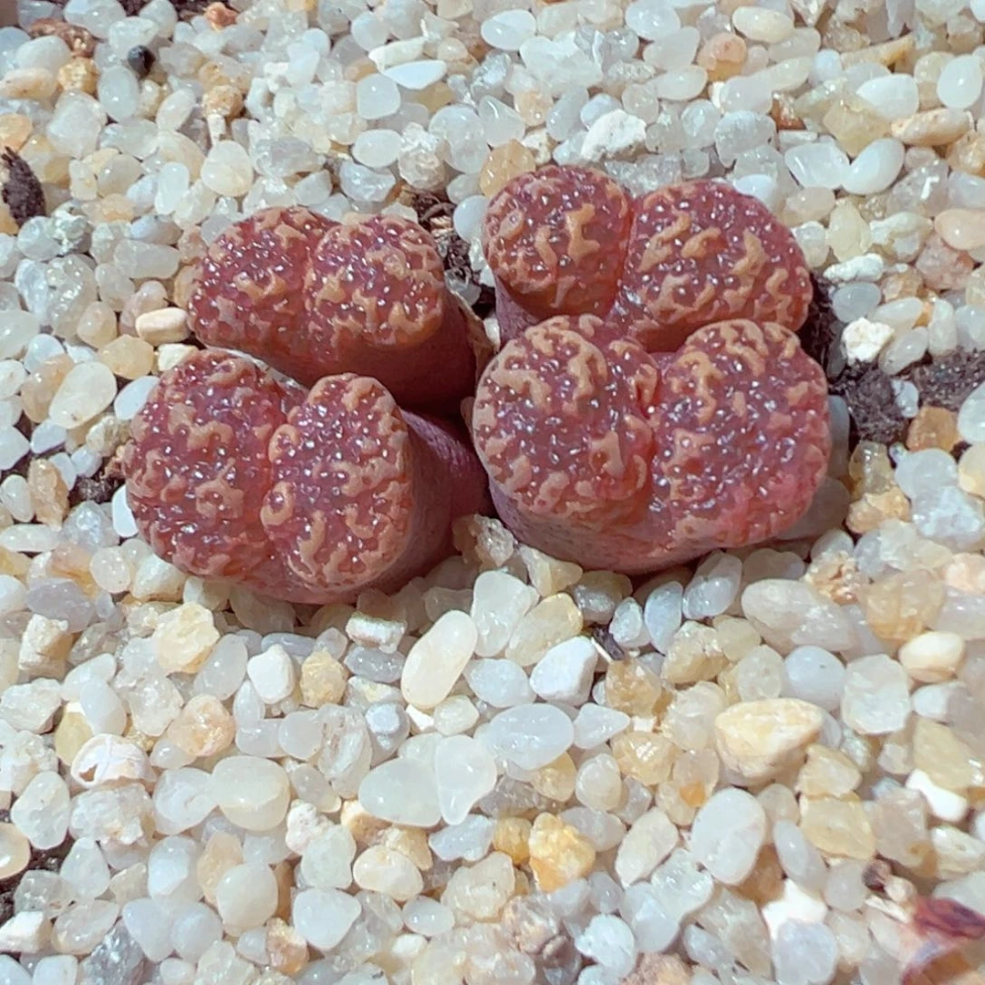 用****4513-489多肉勋章