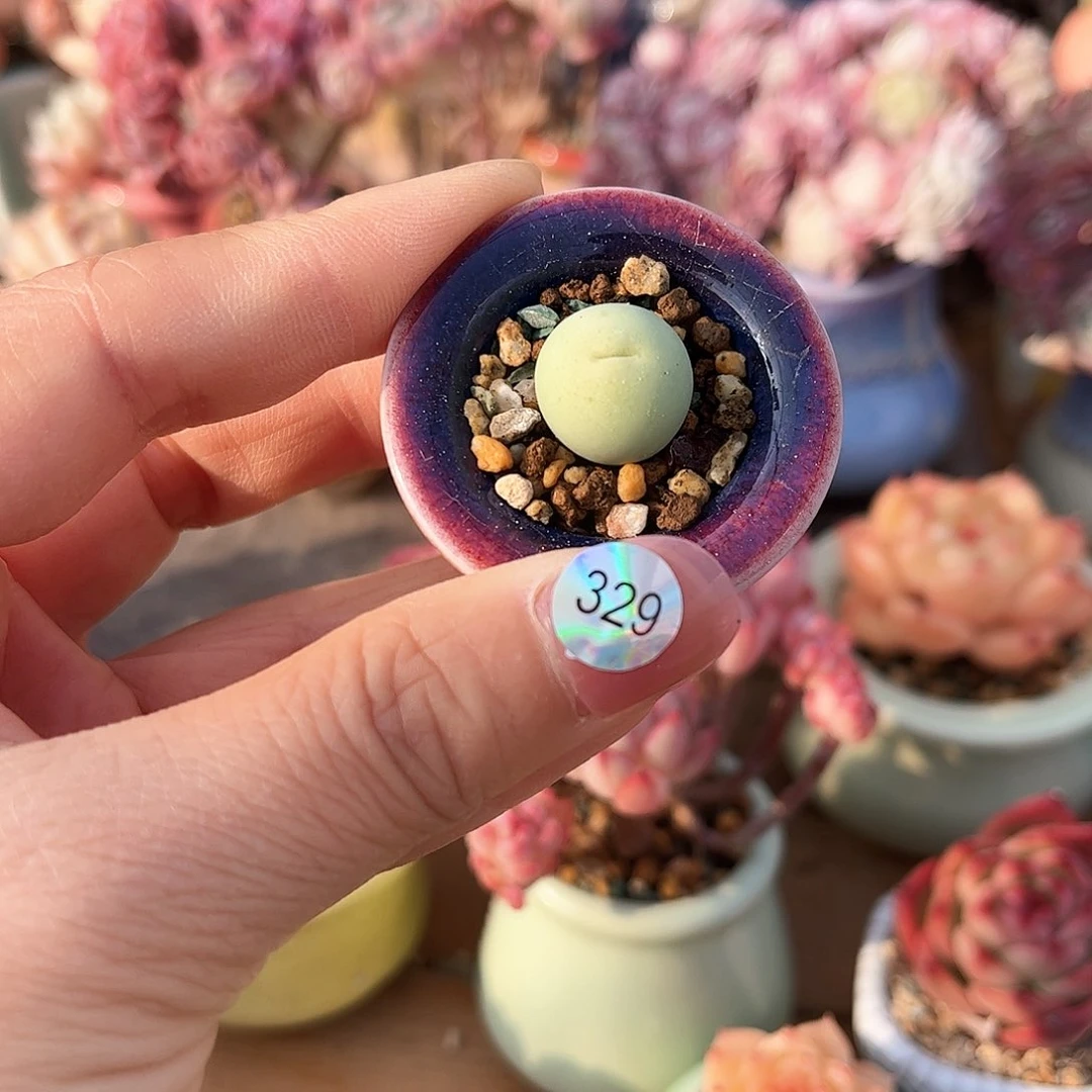 329 多肉含盆土30元包邮除偏远