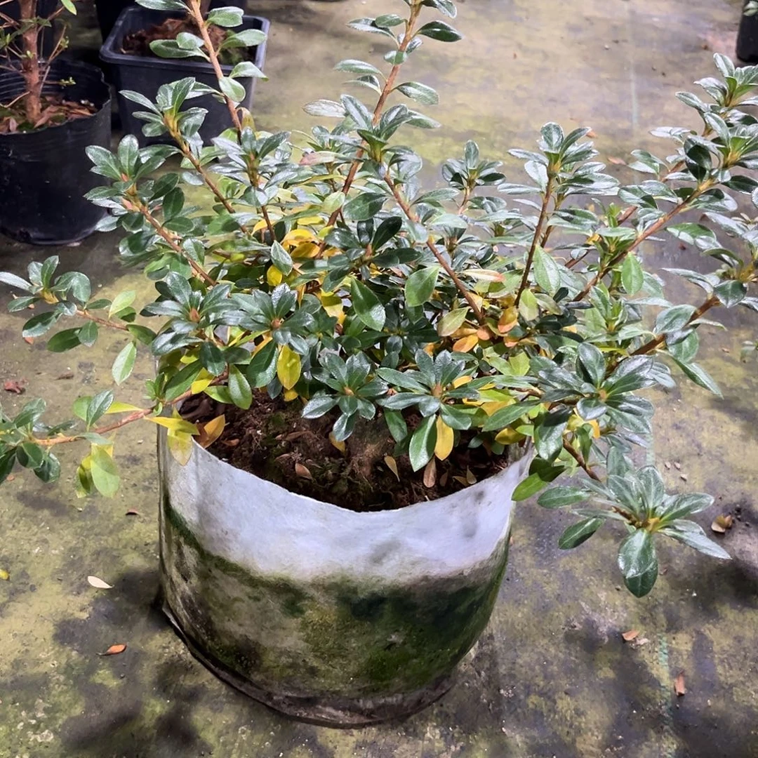 石***意完全开放鸨羽惠比须