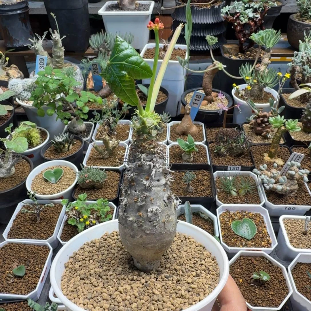 迷你珊瑚油桐088 仙人球