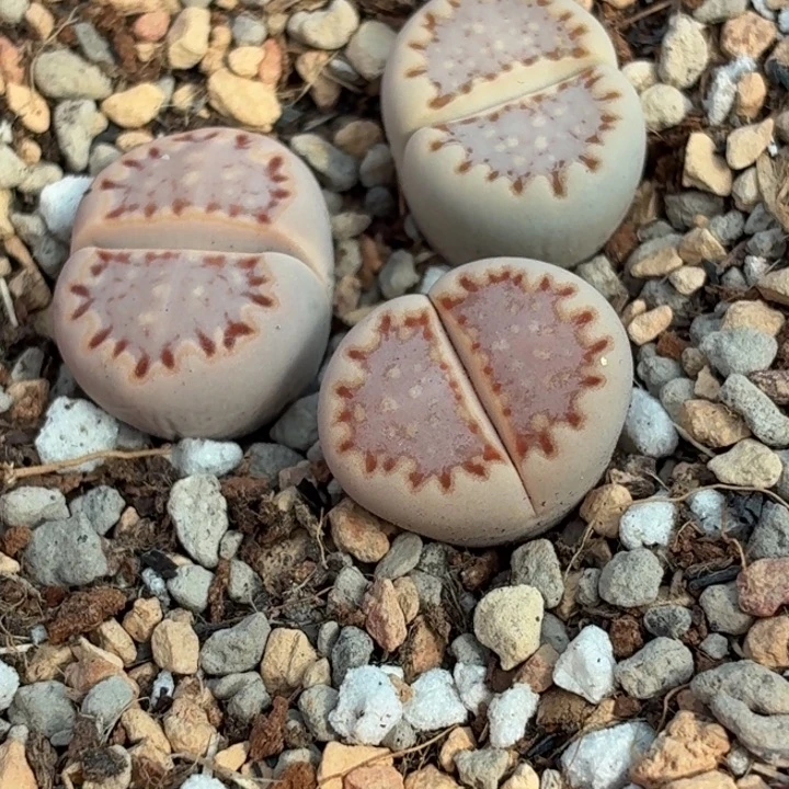 5232三颗彩拼饼干1.6cm