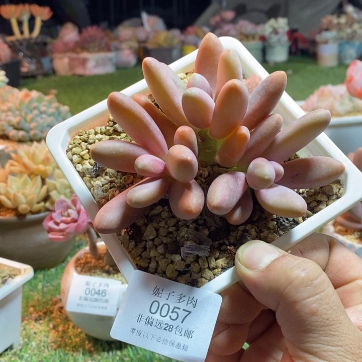 0057啊啊啊啊啊啊啊啊啊啊啊