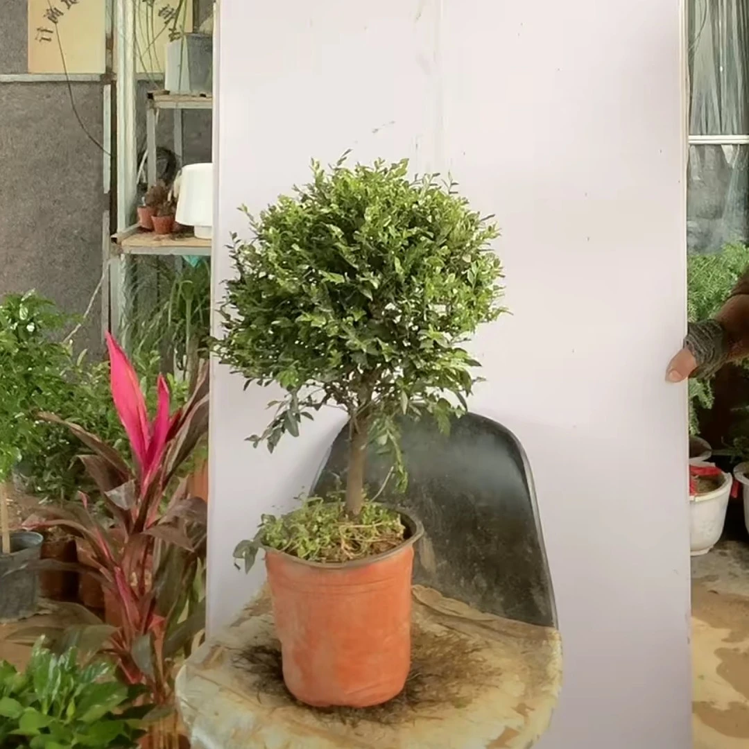 小叶紫檀，图片仅供参考，独杆棒棒糖，不送保温冻死不赔