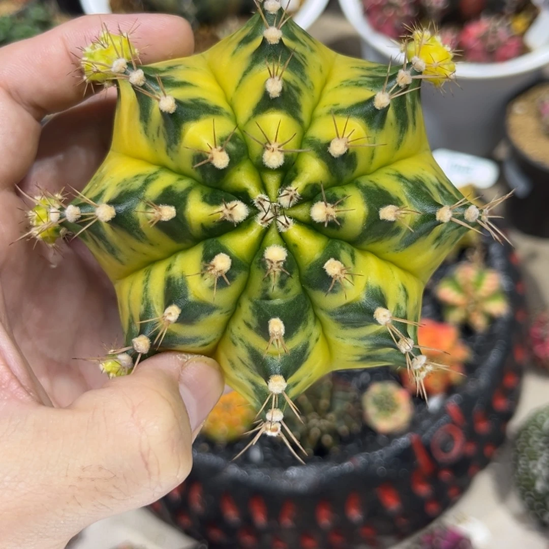 月亮花——————————-