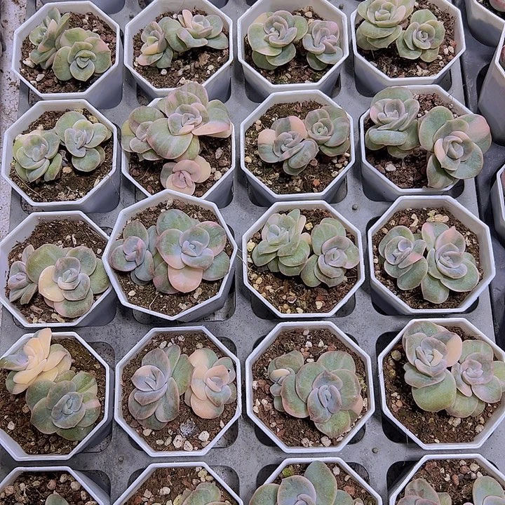 可爱玫瑰锦双头19包邮