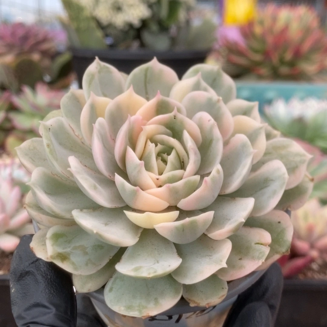 125昂丝诺锦锦锦锦锦锦