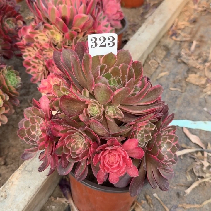 黑魔锦法师一颗323