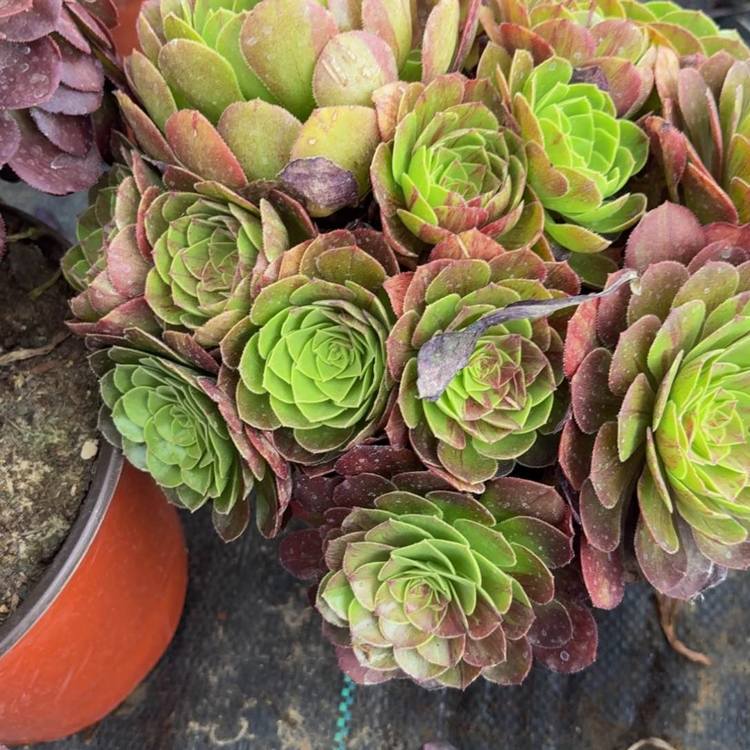 无花朵355多肉植物捧花的